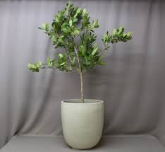Image result for Syzygium cordatum