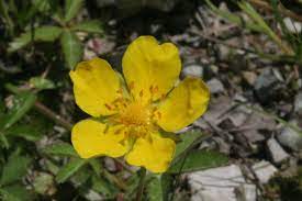Se volete vedere questo fiore straordinario andate al lago di tovel all'inizio dell'estate e Potentilla Reptans Wikipedia