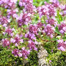 This ground cover has pleasant flowers that appear in pastel hues. 20 Best Ground Cover Plants And Flowers Low Maintenance Ground Covers To Prevent Weeds