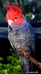 Gang Gang Cockatoo Is Found In The Cooler And Wetter Forests And Woodlands Of Australia Particularly Alpin Australian Native Birds Australian Birds Wild Birds