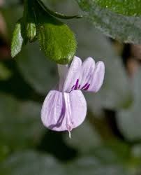 Image result for Hypoestes triflora