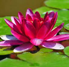 Aug 12, 2021 · teratai memiliki daun yg lebar dan tipis fungsi strukturdaun tersebut adalah kode soal : 12 Manfaat Daun Teratai Untuk Kesehatan Dan Manfaat Lainnya