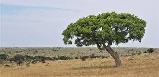 Image result for Cordyla