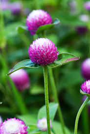 Pin On Gomphrena Flowers Globe Amaranth