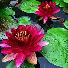 Sap fiori is the ux of the intelligent enterprise that changes the way you work. Ninfee Ninfee Fiori Esotici Bellissimi Fiori