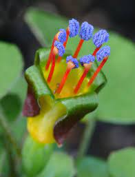 Flower Detail Of Fuchsia Procumbens Family Onagraceae Endemic To North Island New Zealand Displaying Climbing Flowers Unusual Flowers Strange Flowers