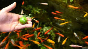 J'ai remis à l'eau le poisson de tooza! A L Aquarium De Paris Les Poissons Font Pousser Des Tomates