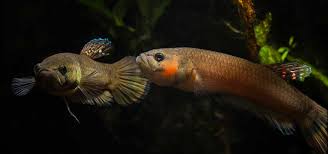 The Bold And Beautiful Betta Rubra Tropical Fish Hobbyist Magazine