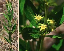Image result for Fadogia variifolia