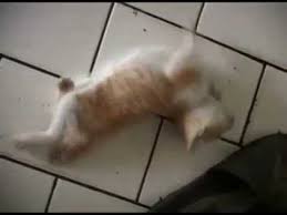 Flavettes merupakan jenis obat yang digunakan untuk pengobatan gangguan neurologi, pengobatan penyakit jantung, pasien yang kekurang vitamin b12. Anak Kucing Kena Sawan Babi Youtube