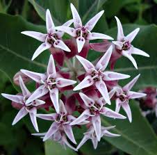 Image result for Asclepias palustris
