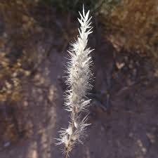 Image result for Enneapogon cenchroides