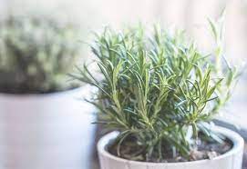 天然成分だけを用いた虫よけ グッズが セレクトショップの結構 いい位置 を占有する カラダにも環境にもやさしい が もはや単なるトレンドではなく着実に生活のなかに浸透している証拠 では 化学薬品がダメかと言えば 虫よけとしての威力を考えたら当然 こちらに