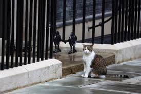 Cat World