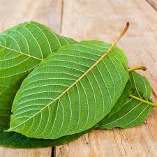 Dinyatakan ranking pertama adalah daun ketum urat hijau (46.5%), ke 2 adalah daun ketum urat merah (37.6%), ke 3 adalah daun jenis halus (3.4%), ke 4 daun ketum bawal (34.7%), ke 5 daun ketum ekor babi (32.9%) dan ke 6 adalah daun ketum hitam (23.8%). 4 Khasiat Dari Daun Kratom Bagi Kesehatan