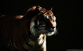 Wild Cat Dark Backgrounds Tiger Hd Wallpapers Desktop Background We have a massive amount of desktop and mobile backgrounds. wild cat dark backgrounds tiger hd