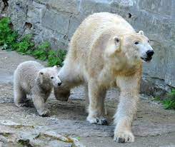 V roce 1956 byla zahájena stavba zoologické zahrady a jako první byly vybudovány komunikace a medvědinec. Ledni Medvedi V Zoologickych Zahradach Encyklopedie Zvirat