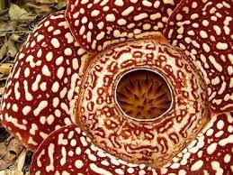Rafflesia Arnoldii The World S Largest Flower Up Close Endangered Plants Large Flowers Corpse Flower