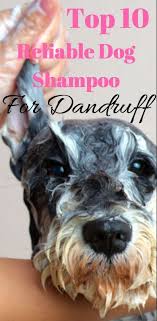 10 Best Dog Dandruff Shampoo That Absolutely Works 2018 Dog Dandruff Dog Shampoo Dog Nutrition