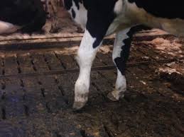 Image result for hoof disease chart for cow