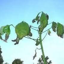 Di mistletoe getah sebelum pergi ke pertempuran. Pdf Corynespora Leaf Fall Of Hevea Brasilensis Challenges And Prospect