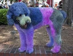 Dog dyed purple almost dies. The Problem With Pet Hair Dye Onekind Planet Blog