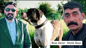Pakistani Bully Kutta Baaz 2024 Owner Khalid Mayo Kasoor Saryali​⁠ ​⁠​⁠by  ‪@fmnewstv‬