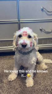 fyp #foryou #pinkzebra #sorry #pinkzebrahome #omg