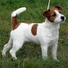 Questo non vuol assolutamente dire che siano meticci. Jack Russel Broken Cani Taglia Piccola Caratteristiche Jack Russel Broken