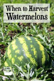 Check spelling or type a new query. When To Harvest Watermelon Brown Thumb Mama