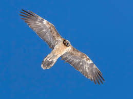 vogelwarte.ch - Bartgeier