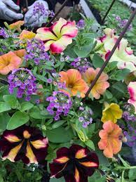 You can tell that the flowers are grown with passion! Cherry Hill Greenhouse Photos Facebook