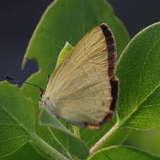 Image result for Tridactyle virgula