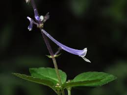 Image result for Platostoma