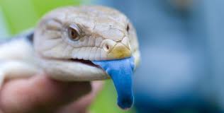 The northern blue tongue skinks are the largest and the heaviest species of skink. Basic Information Sheet Northern Blue Tongued Skink Lafebervet
