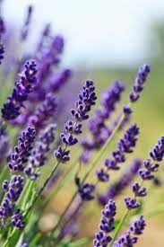 Pin By Suzanne Camilleri On Lavender Flowers Purple Flower Names Lavender Plant Violet Flower