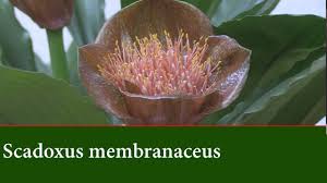 Image result for Scadoxus membranaceus