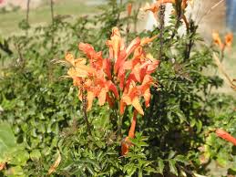 Image result for Tecomaria nyassae