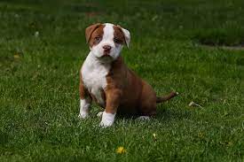 White And Red American Bulldog Puppy Picture Png Hi Res 720p Hd American Bulldog Puppies American Bulldog Bulldog Puppies