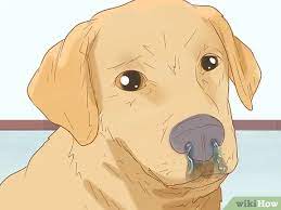 How To Increase Platelet Count In Dogs 15 Steps With Pictures