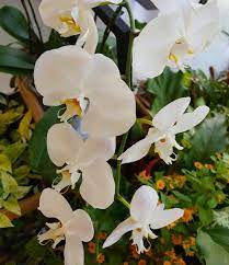 Most Popular Hybrid Orchid With A Wide Variety Of Species Mostly Found In Asian Countries Orchids Flowers Plants Asian Flowers Beautiful Orchids Orchids