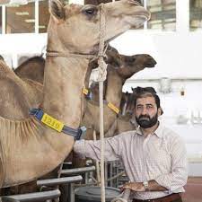 Camels can also be used to pull carts, plow and draw wheels. Camel And Future Challanges