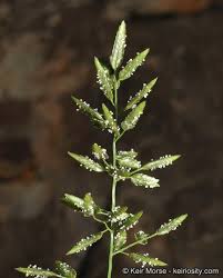 Image result for Eragrostis cilianensis