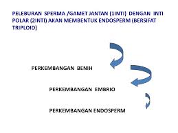 Endosperma, dalam botani, adalah bagian dari biji tumbuhan berbunga yang merupakan hasil dari pembuahan berganda selain embrio.endosperma dapat dikatakan sebagai saudara kembar embrio karena selalu terbentuk bersama, tetapi berbeda dengan embrio yang diploid, endosperma memiliki tiga set genom atau triploid. Fertilisasi Pembuahan Ppt Download
