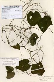 Image result for Dioscoreophyllum