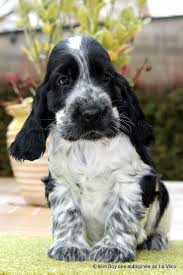 Resultats De Recherche D Images Pour Cocker English Rouan Cocker Spaniel Dog Cocker Spaniel Puppies Blue Roan Cocker Spaniel