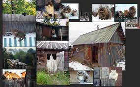 Scopri ricette, idee per la casa, consigli di stile e altre idee da provare. Paint A Stylized Cat 3dtotal Learn Create Share