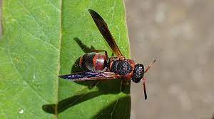 The red and black coloration creates a red triangular shape when viewed from the side and a red horseshoe shape on the thorax, just behind the head, when viewed from above (figure 1). Red And Black Mason Wasp On Milkweed Leaf Red Marked Pachodynerus Wasp Pachodynerus Erynnis The Wfsu Ecology Blog
