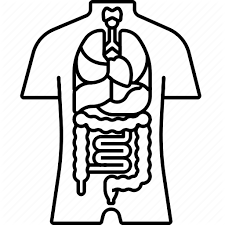 Anatomical moulage of human torso (realistic lifelike model of bodily organs made in dissected torso, showing the internal organs. Anatomy Body Health Organs Torso Icon Download On Iconfinder