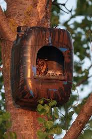 Ich So Wie Die Eulen Fand Die Idee Fur Einen Nistkasten Sehr Gut Tierhauser Gartengestaltung Ideen Vogelhaus